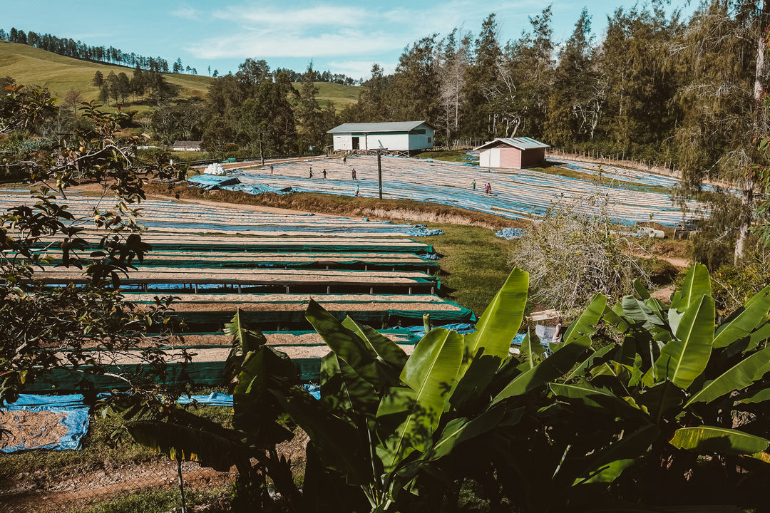 Lamari, Papua New Guinea - Irving Farm New York