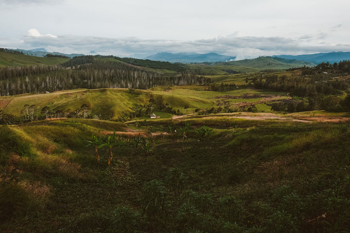 Lamari, Papua New Guinea - Irving Farm New York