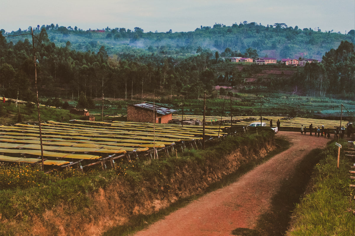 Coffee drying on raised beds along a dirt road at a farm, with hills and buildings beyond.