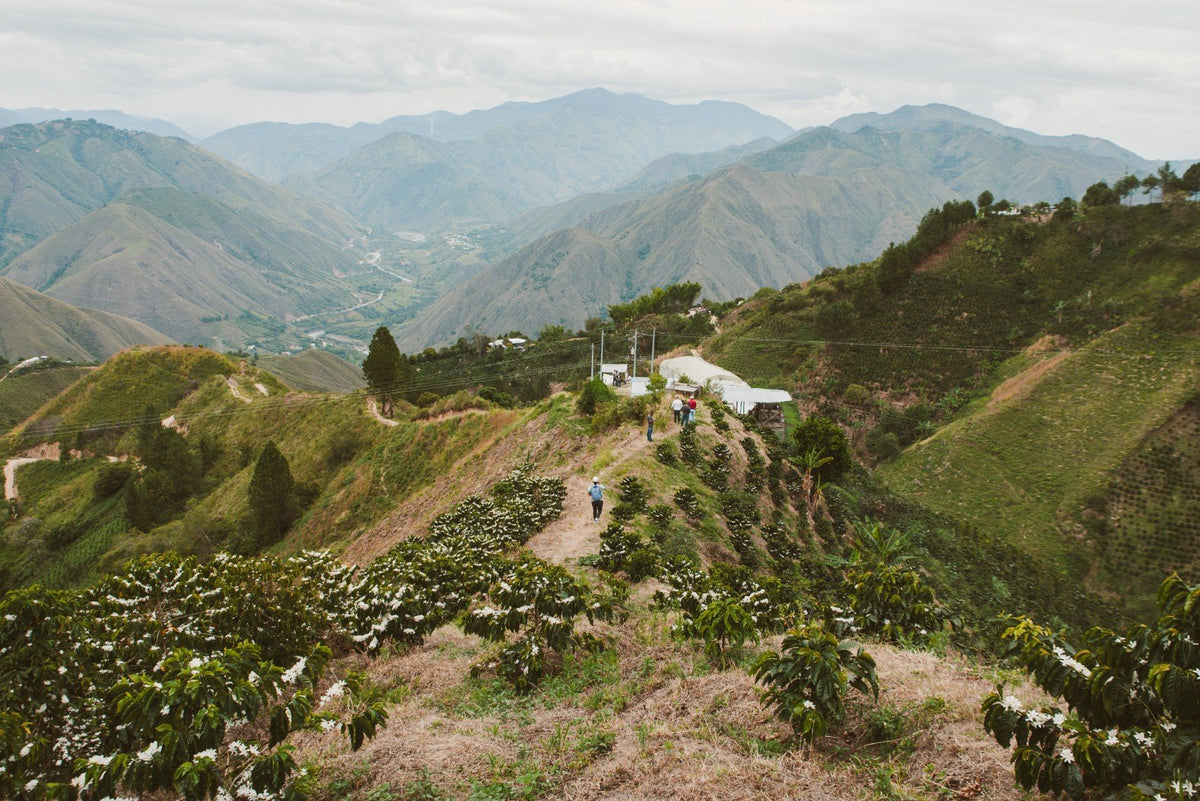 Coffee plants on the steep green mountain slopes around Monserrate